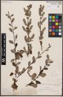 Foto von Salix aurita L.
